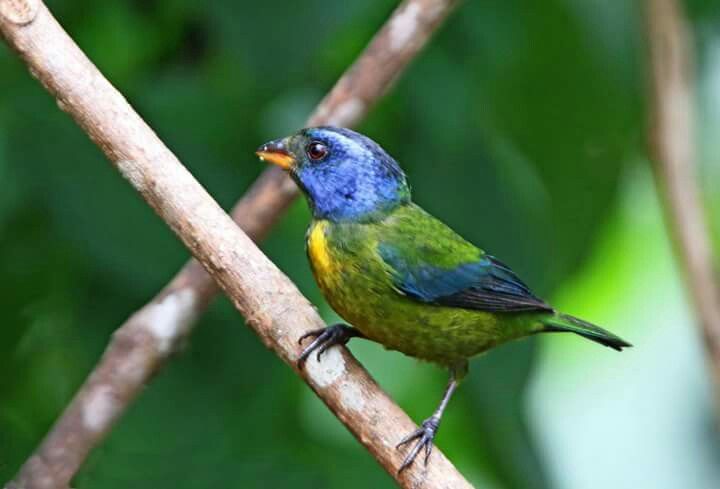 Image of Moss-backed Tanager