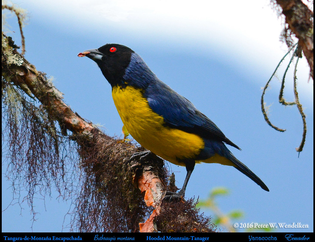 Image of Hooded Mountain-tanager