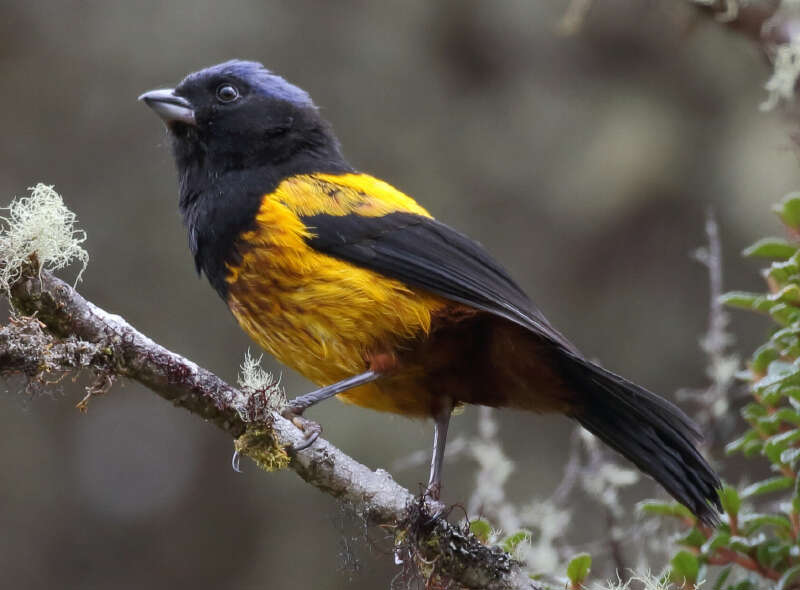 Image of Golden-backed Mountain-tanager