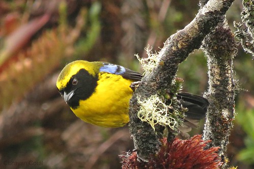 Image of Masked Mountain-tanager