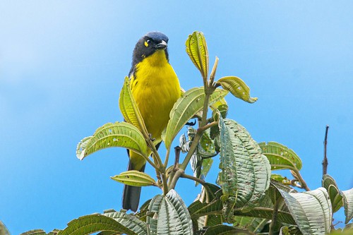 Image of Santa Marta Mountain-tanager