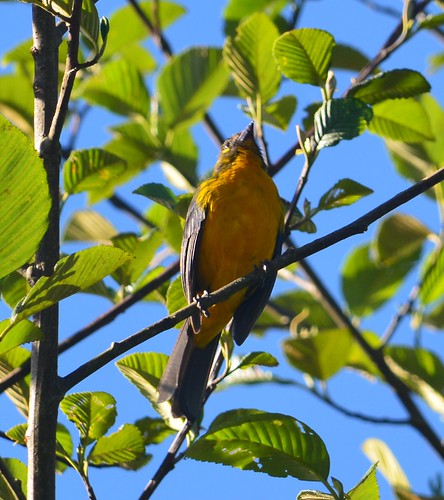 Image of Lacrimose Mountain-tanager
