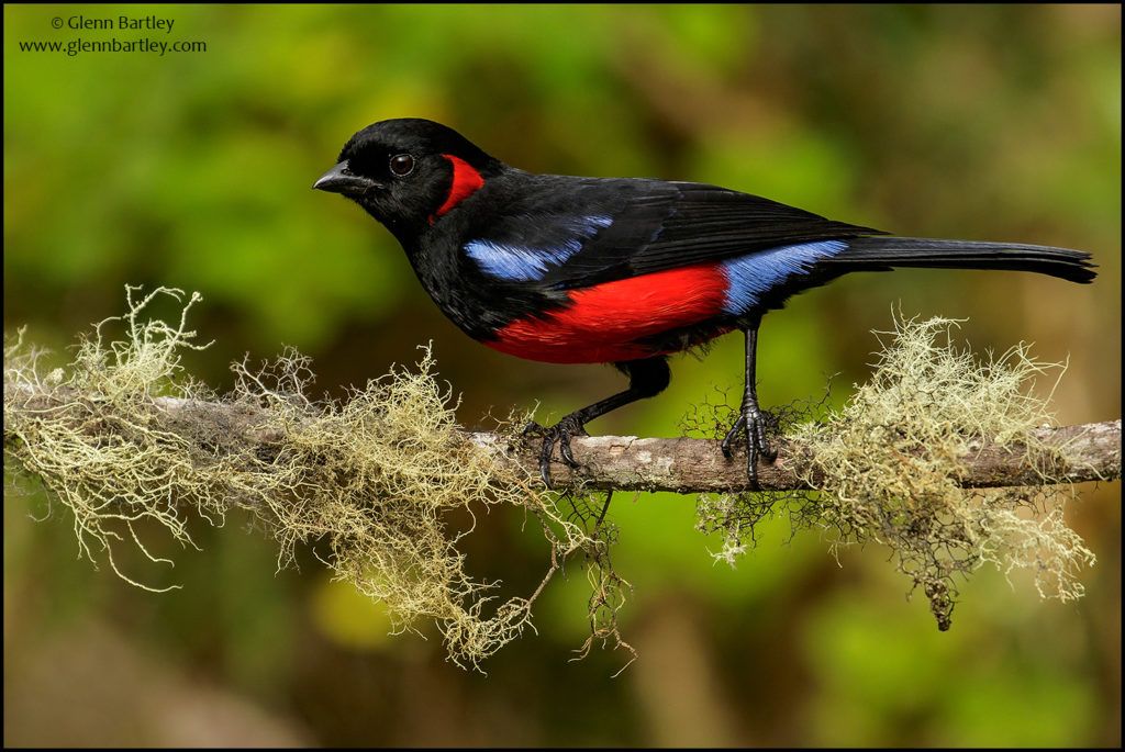 Image of Fire-bellied Mountain-tanager
