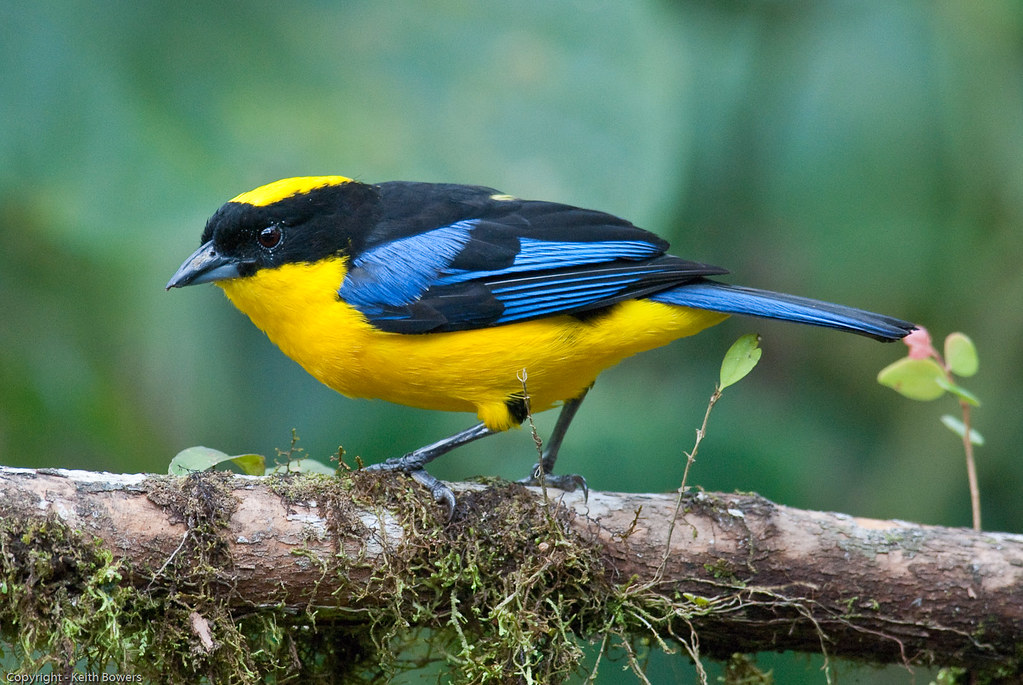 Image of Blue-winged Mountain-tanager