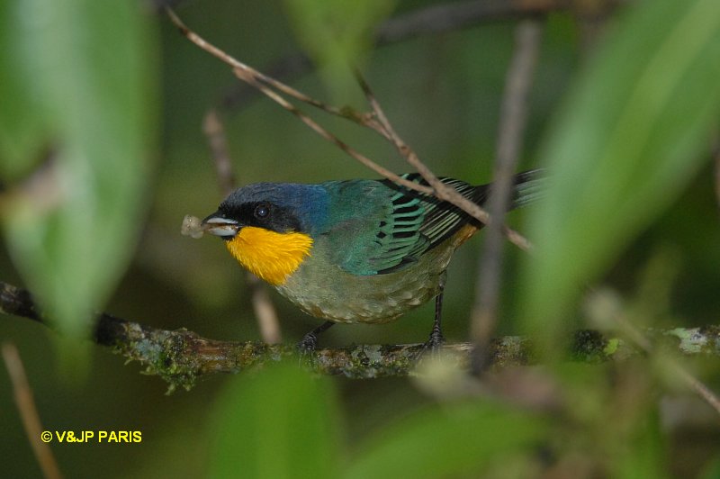 Image of Yellow-throated Tanager