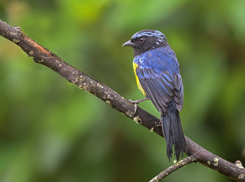 Image of Buff-breasted Mountain-tanager