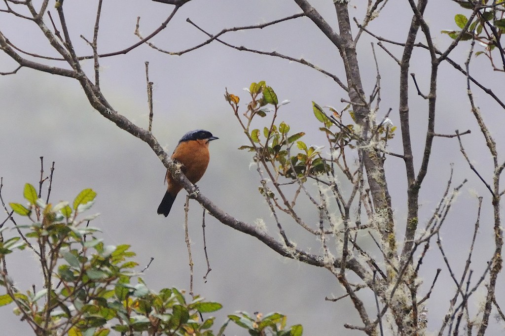 Image of Chestnut-bellied Mountain-tanager