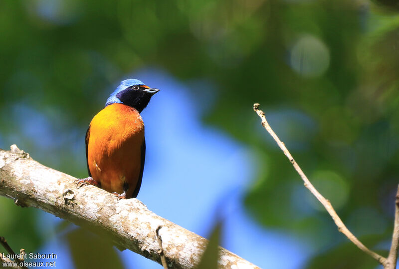 Image of Blue-rumped Euphonia