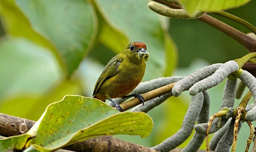 Image of Spot-crowned Euphonia