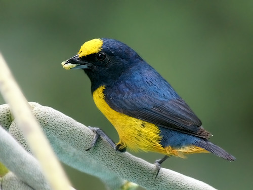 Image of Fulvous-vented Euphonia