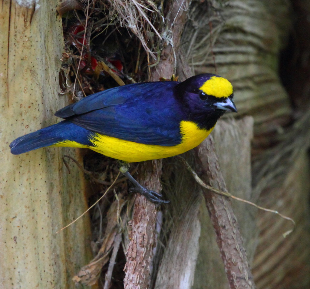 Image of White-vented Euphonia