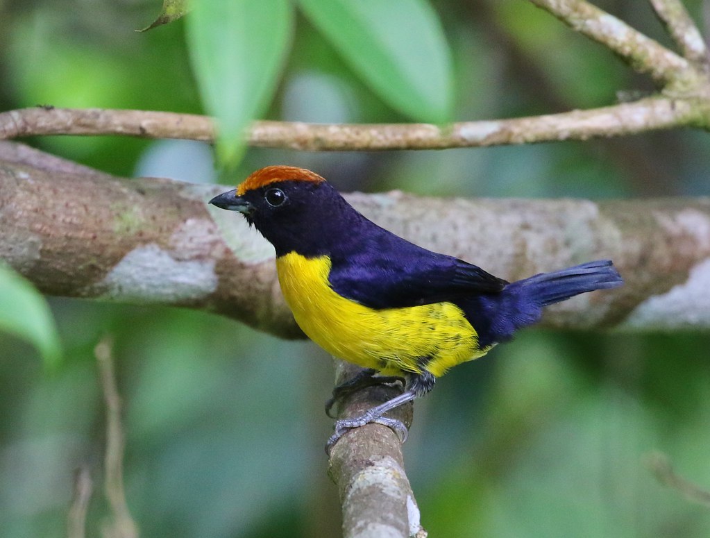 Image of Tawny-capped Euphonia