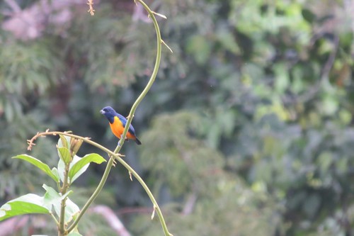 Image of Rufous-bellied Euphonia