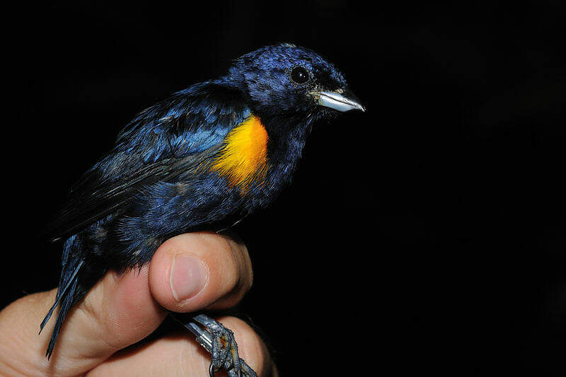 Image of Golden-sided Euphonia