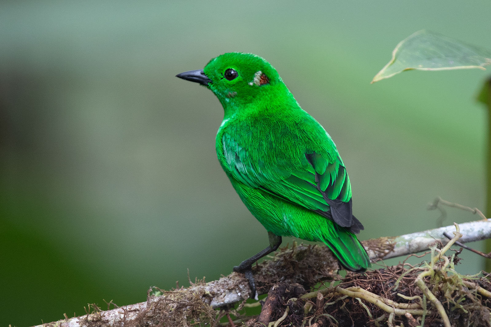 Image of Glistening-green Tanager