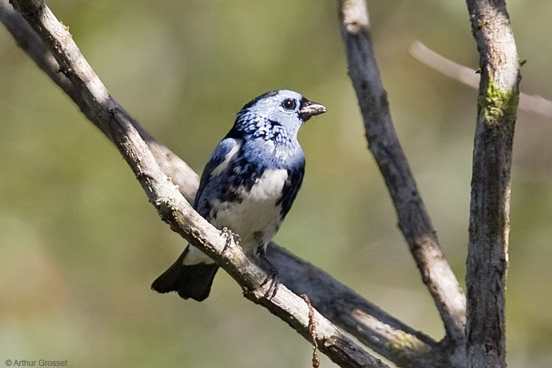 Image of White-bellied Tanager