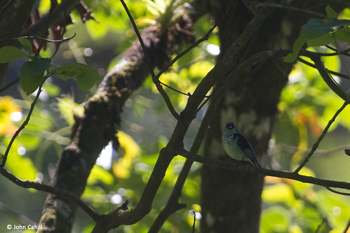 Image of Azure-rumped Tanager