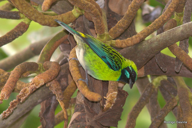 Image of Blue-whiskered Tanager