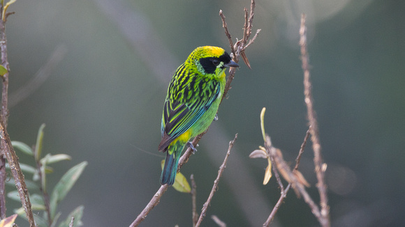 Image of Green-and-gold Tanager