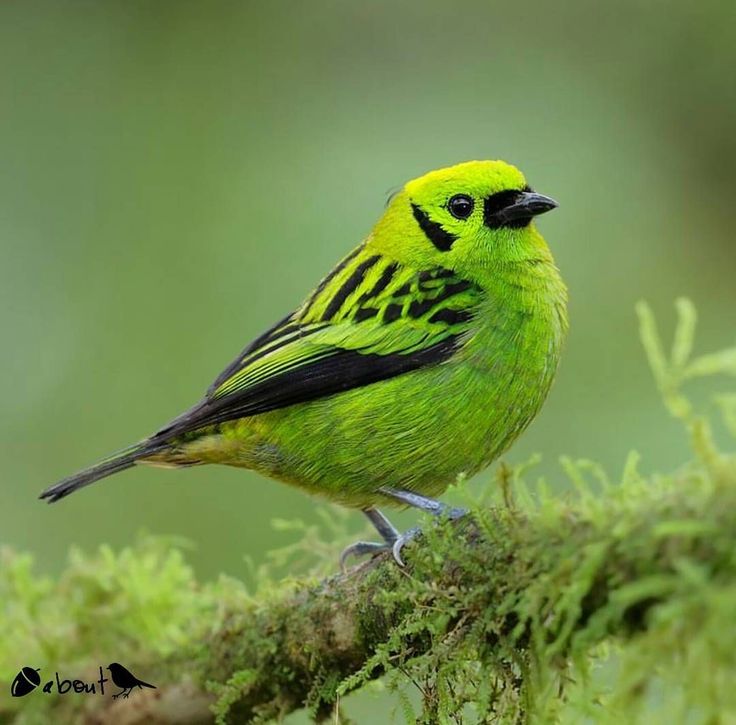 Image of Emerald Tanager