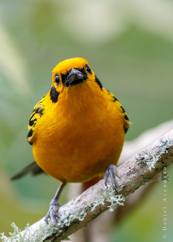 Image of Chestnut-breasted Tanager