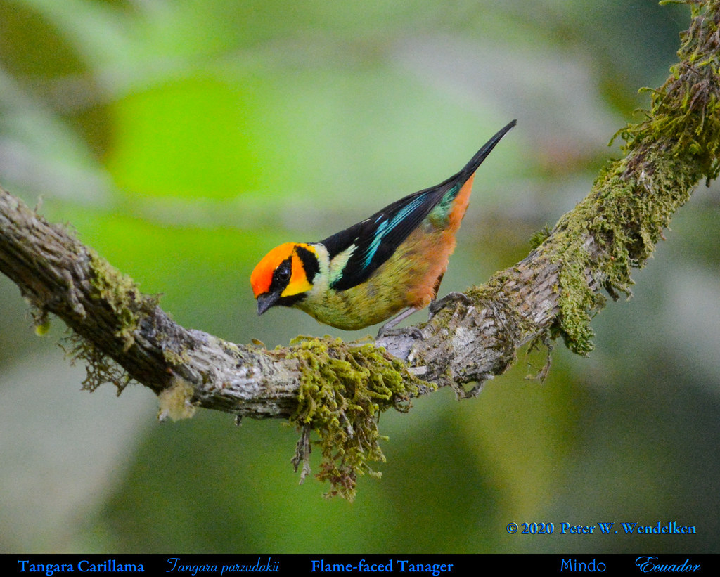 Image of Flame-faced Tanager
