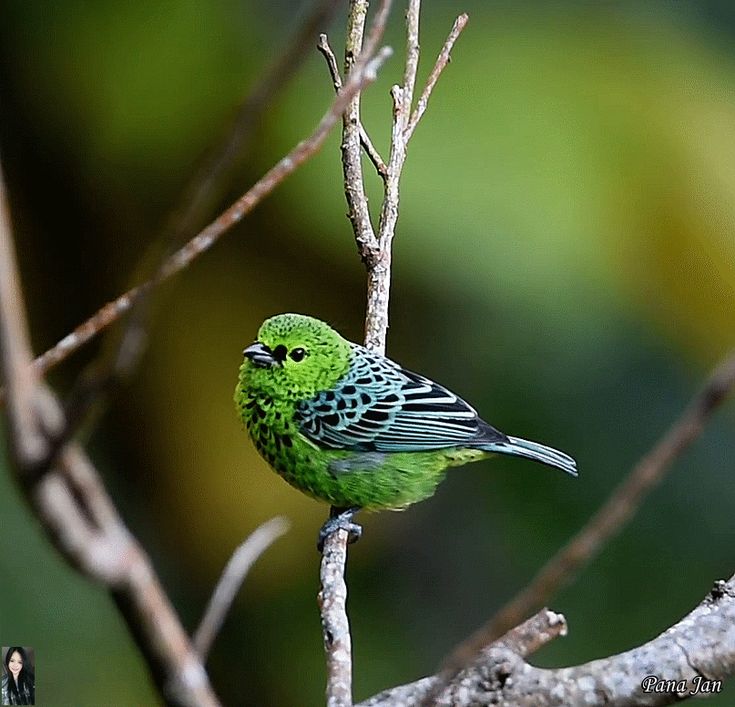 Image of Yellow-bellied Tanager