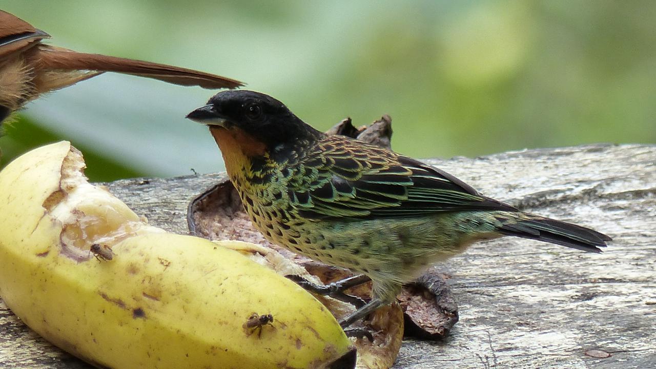 Image of Rufous-throated Tanager