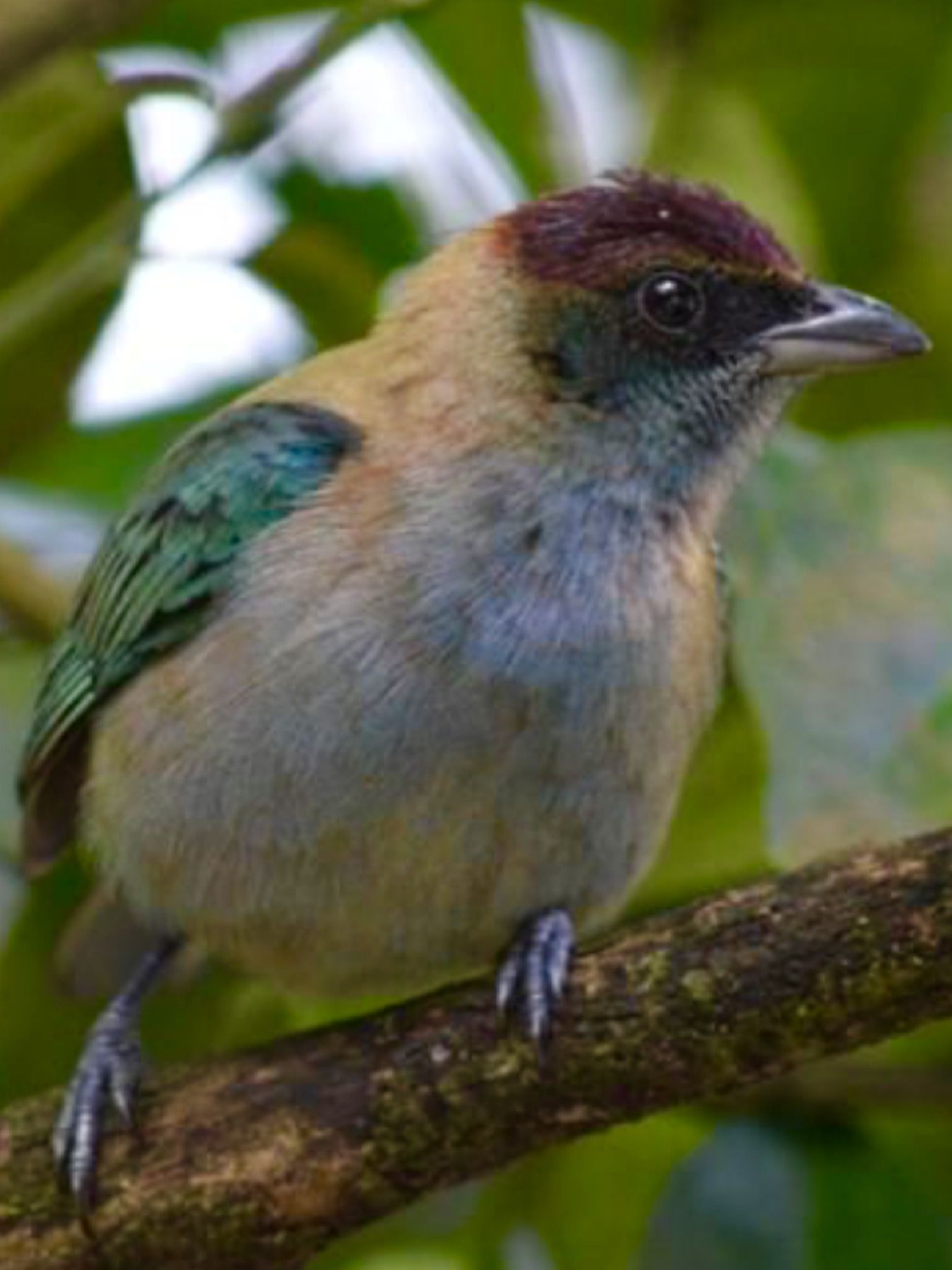 Image of Grenada Tanager