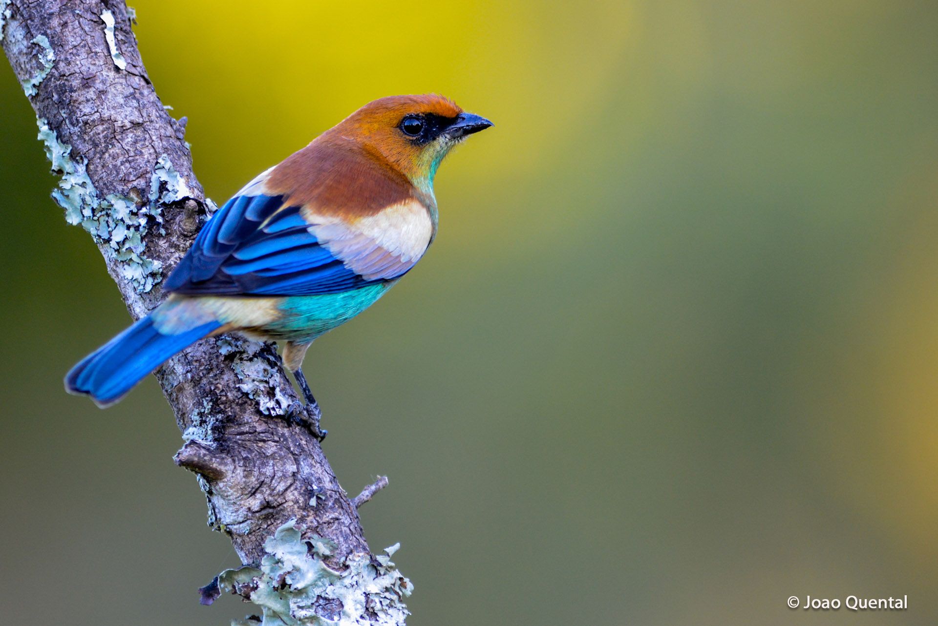 Image of Chestnut-backed Tanager