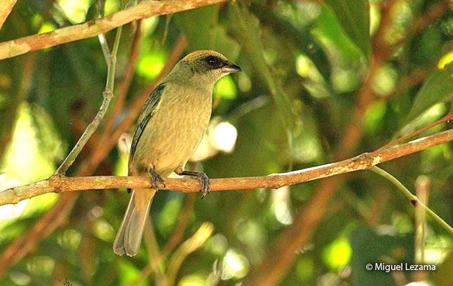 Image of Green-capped Tanager