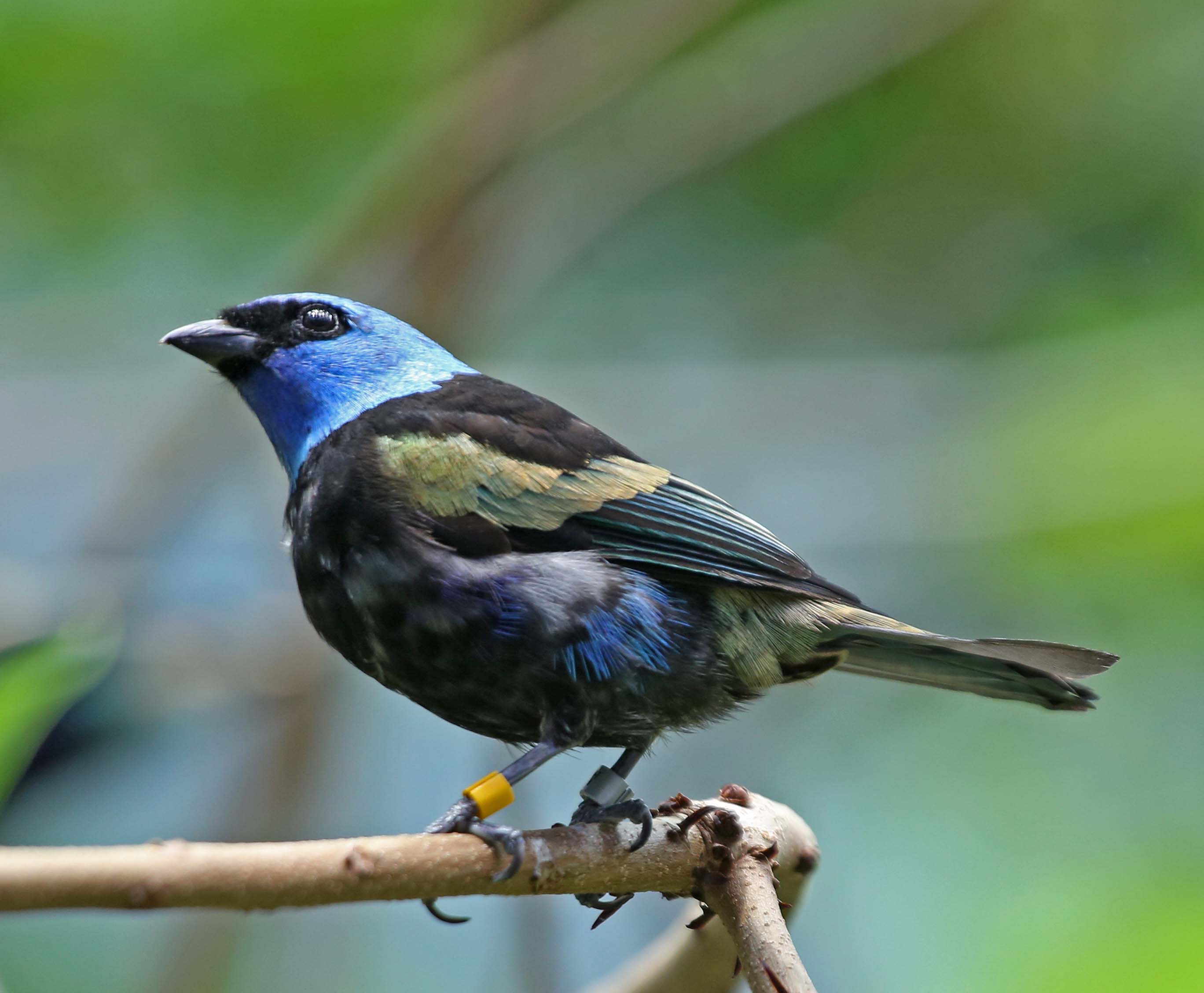 Image of Blue-necked Tanager