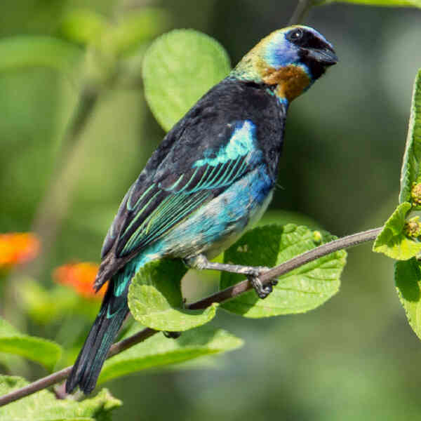 Image of Golden-hooded Tanager