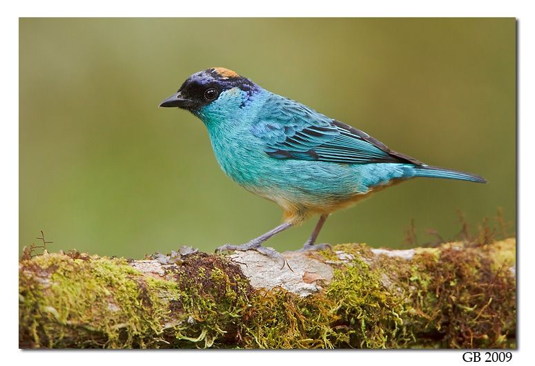Image of Green-naped Tanager