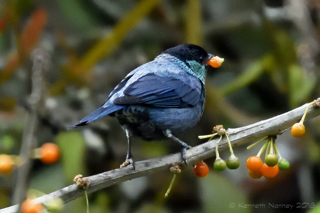 Image of Black-capped Tanager