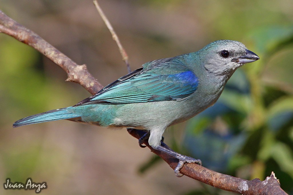 Image of Black-headed Tanager