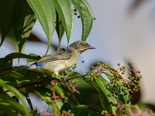Image of White-bellied Dacnis