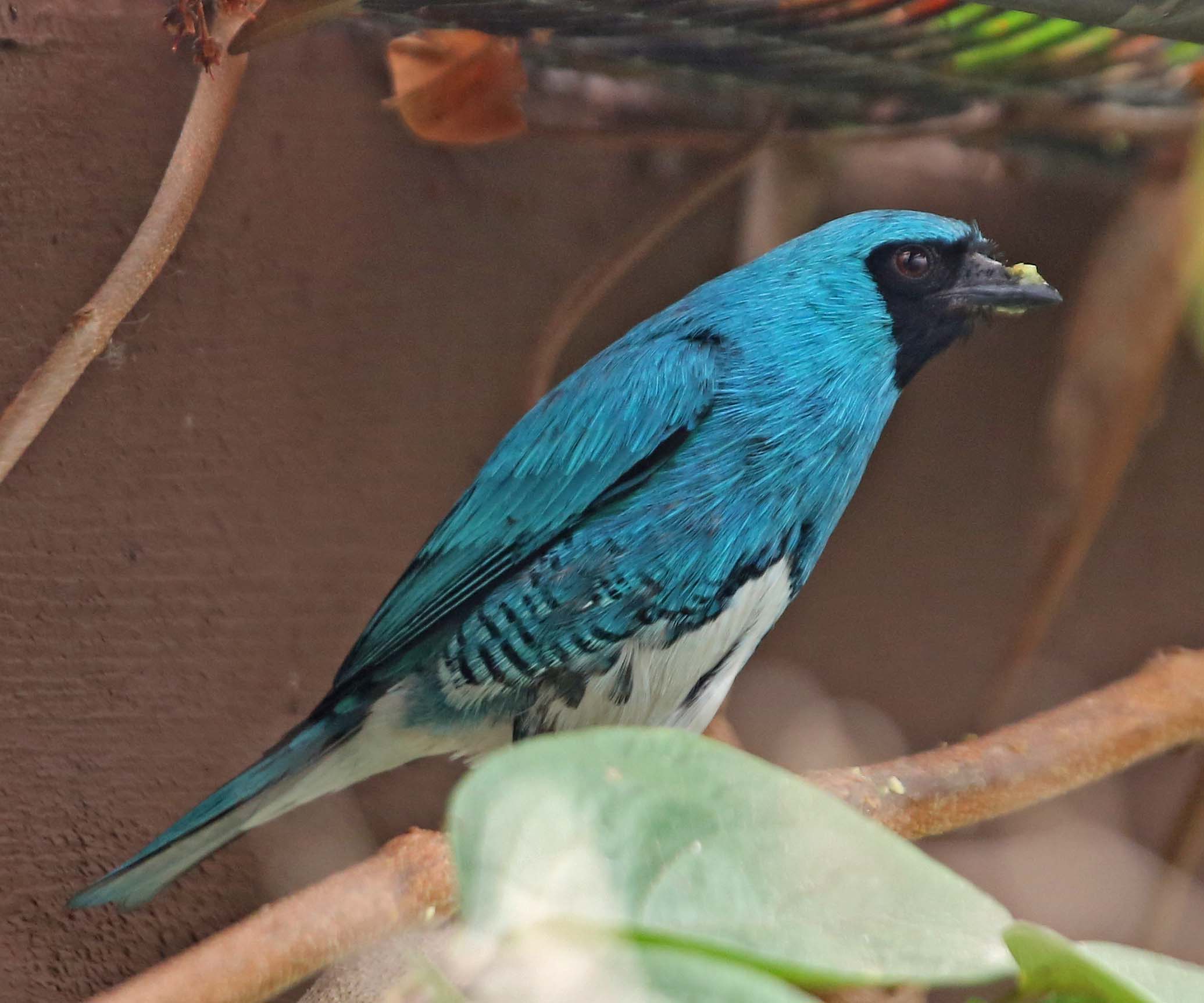 Image of Swallow Tanager
