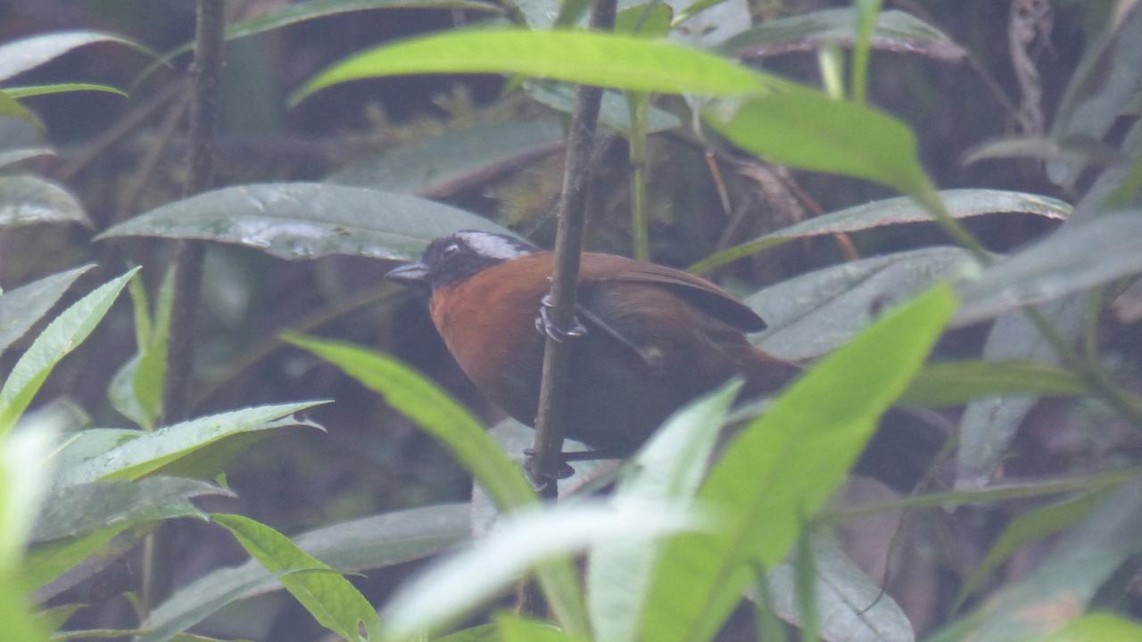 Image of Tanager Finch