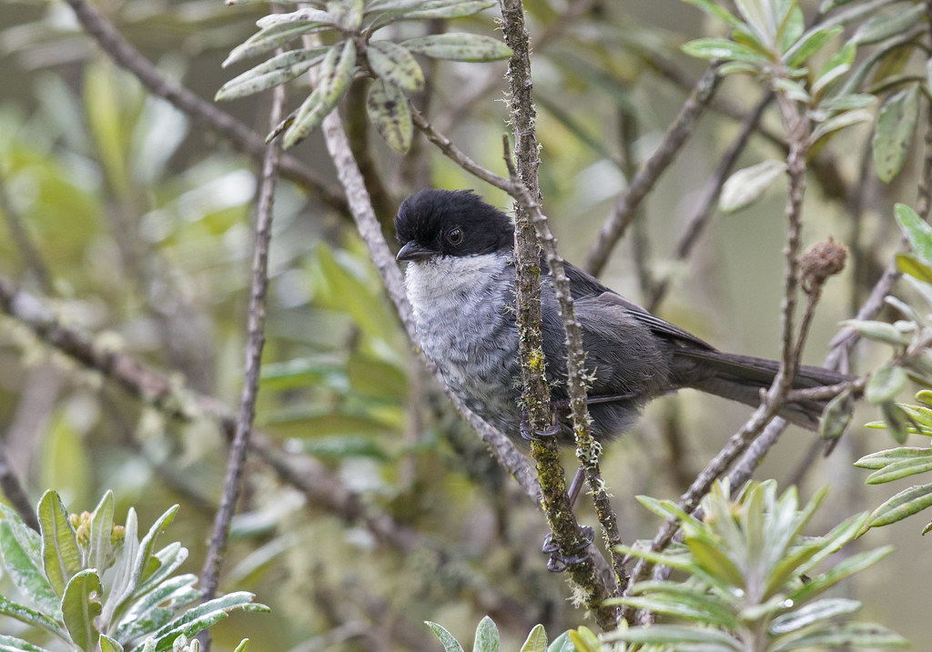 Image of Stolzmann's Tanager