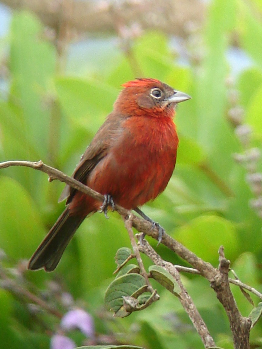 Image of Pileated Finch
