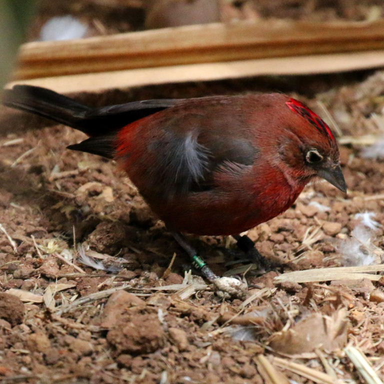 Image of Red-crested Finch