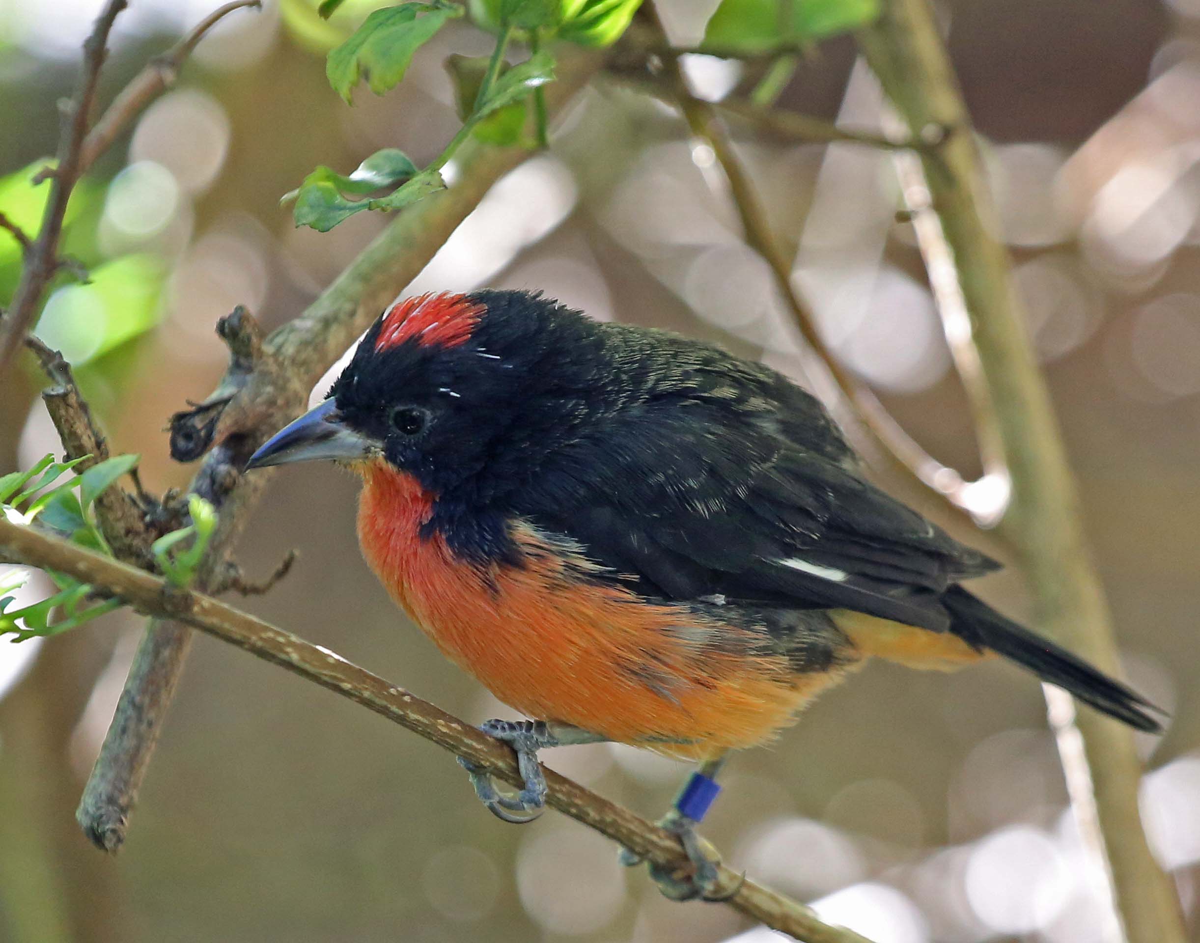 Image of Crimson-breasted Finch