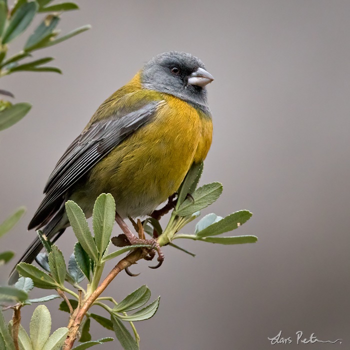 Image of Peruvian Sierra-Finch