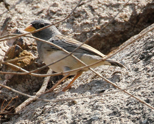 Image of Band-tailed Sierra-Finch