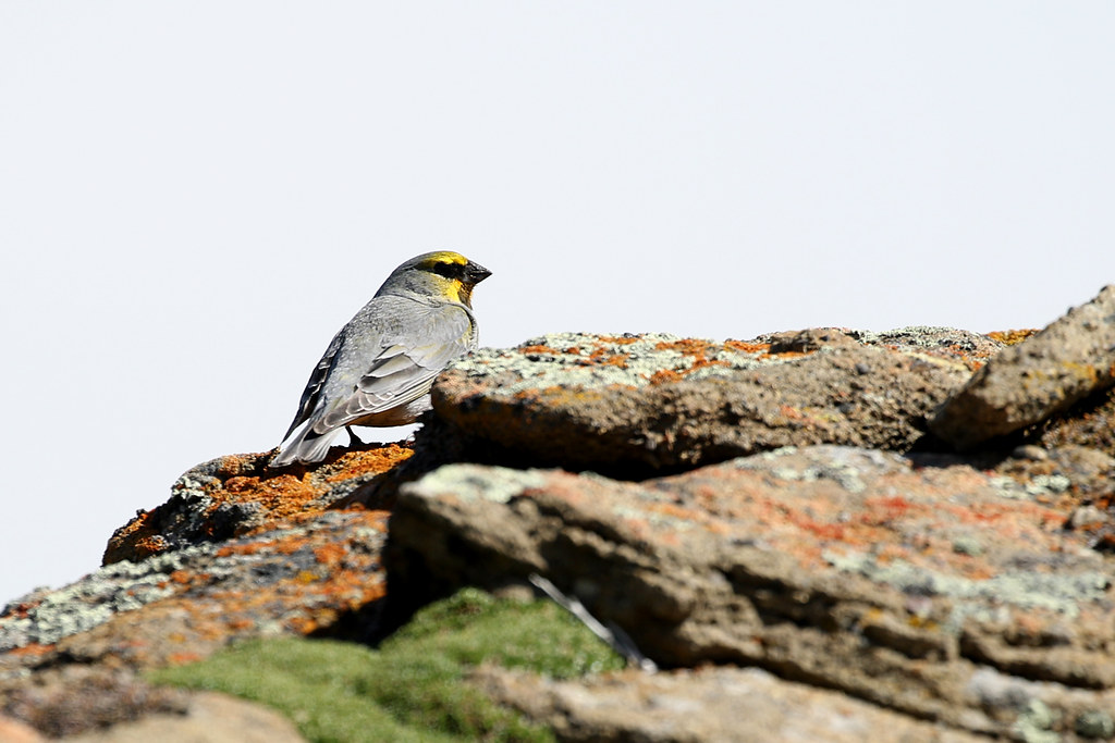 Image of Yellow-bridled Finch