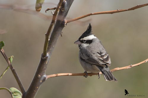 Image of Black-crested Finch