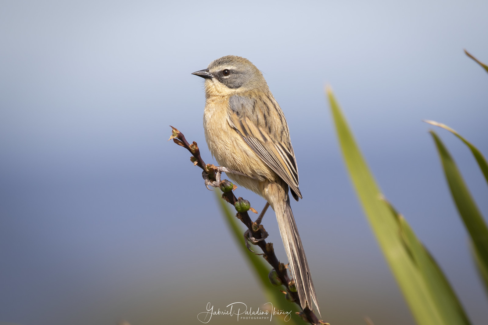 Image of Long-tailed Reed-finch