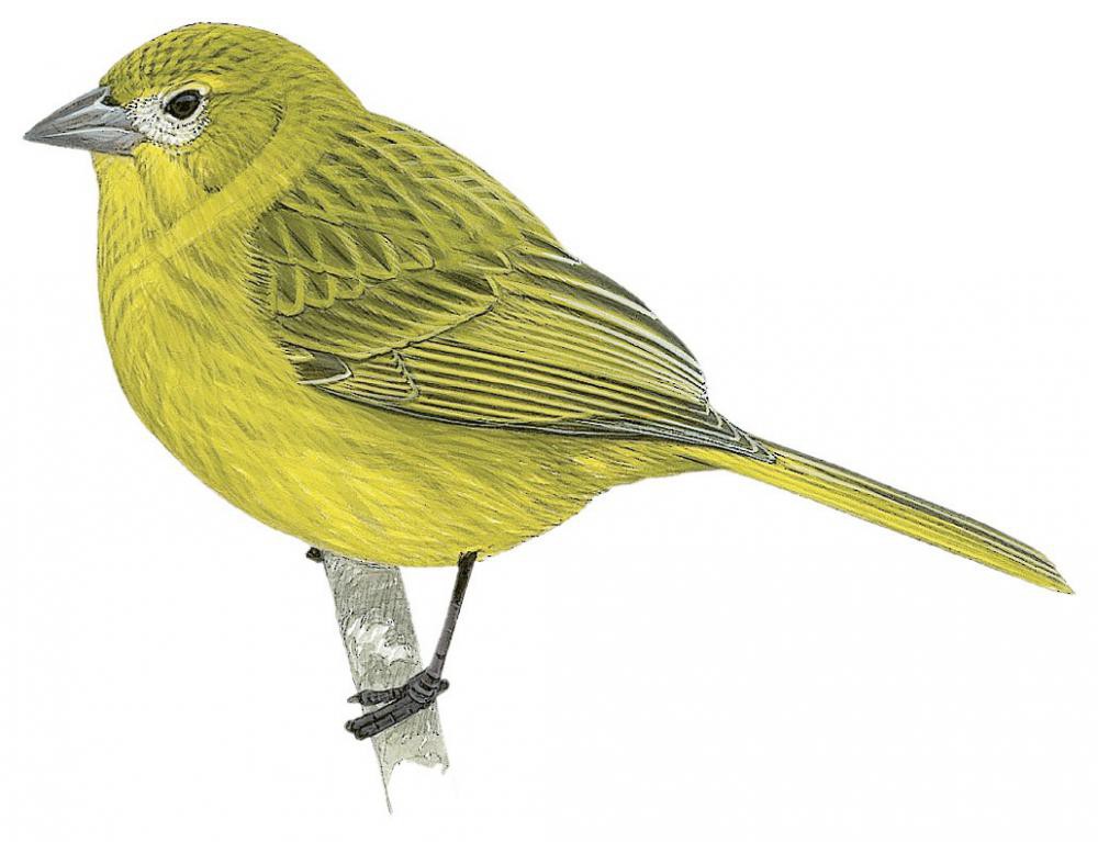 Image of Wilkins's Finch