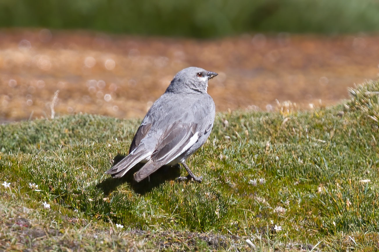 Image of White-winged Diuca-finch